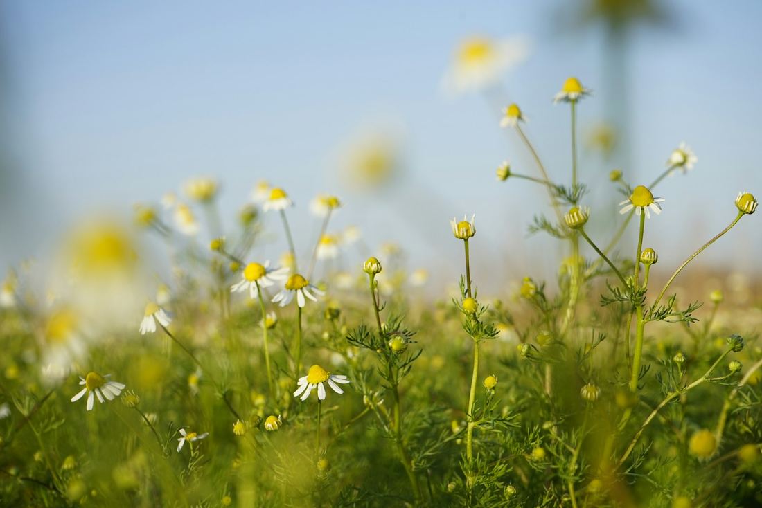 Blühende Kamille auf einer Bergwiese